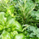 Why You Ought to Keep away from Planting Rosemary And Basil Collectively