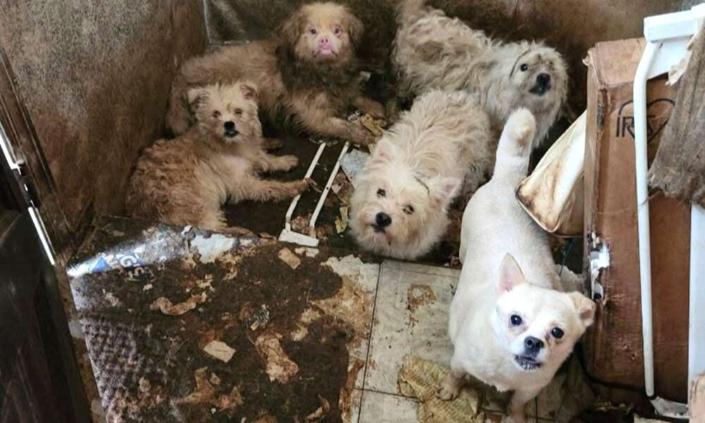 Over 100 Canines Rescued from Filthy Circumstances in N.Y.C. Residence