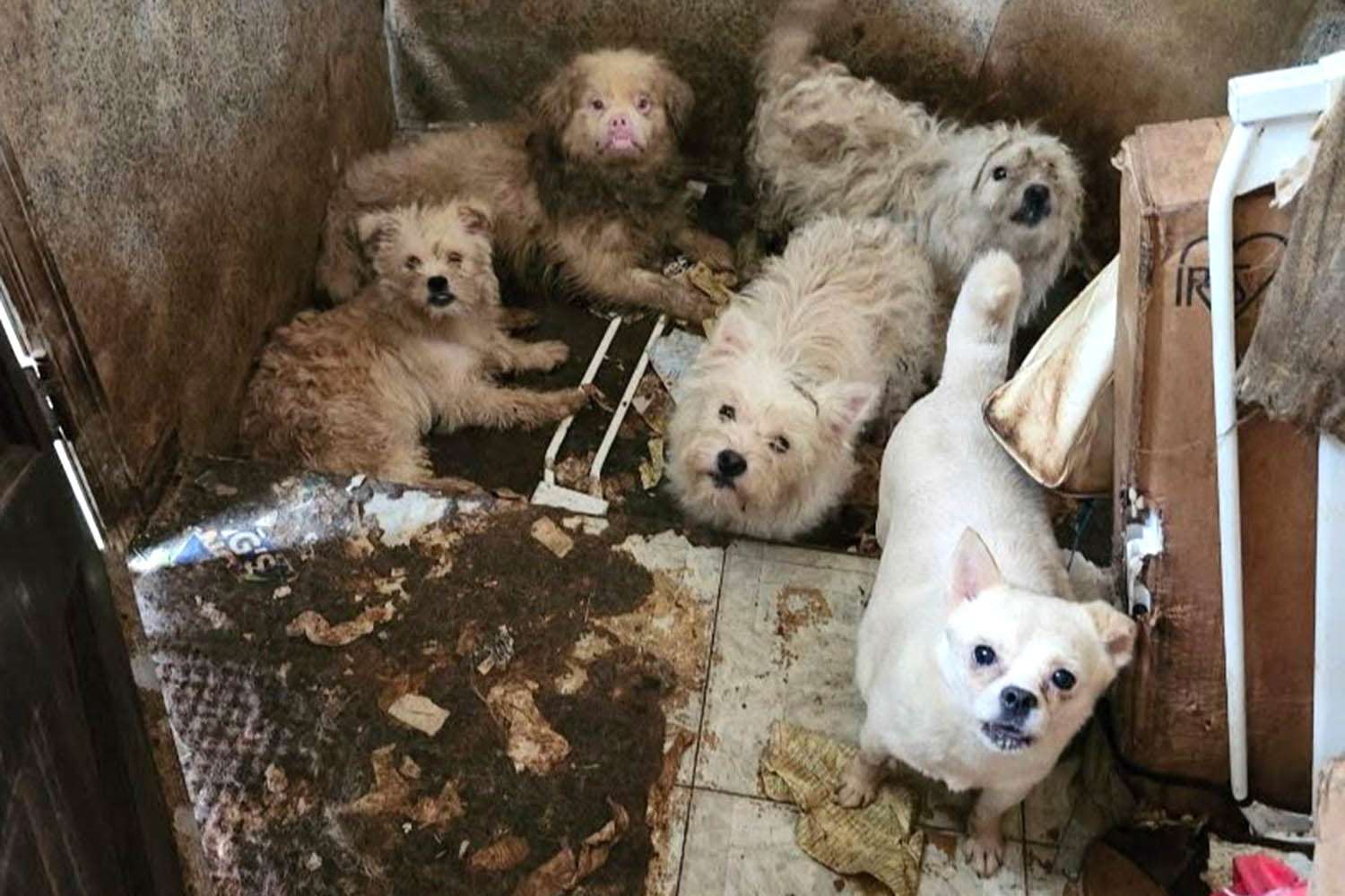 Over 100 Canines Rescued from Filthy Circumstances in N.Y.C. Residence