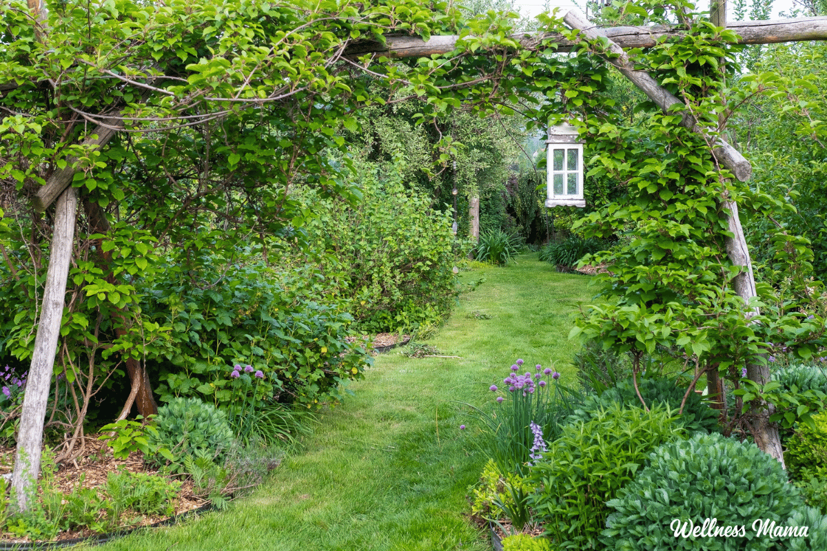 How To Remodel Your Yard Right into a Permaculture Paradise