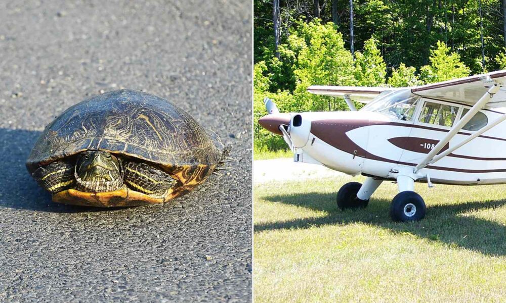 Pilot Dies in Aircraft Crash After Making an attempt to Keep away from a Turtle on the Runway, NTSB Says