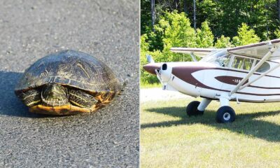Pilot Dies in Aircraft Crash After Making an attempt to Keep away from a Turtle on the Runway, NTSB Says