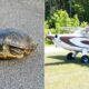 Pilot Dies in Aircraft Crash After Making an attempt to Keep away from a Turtle on the Runway, NTSB Says