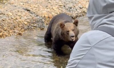 Watch a lady keep terribly calm as a grizzly bear approaches her