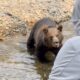 Watch a lady keep terribly calm as a grizzly bear approaches her