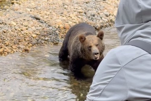 Watch a lady keep terribly calm as a grizzly bear approaches her