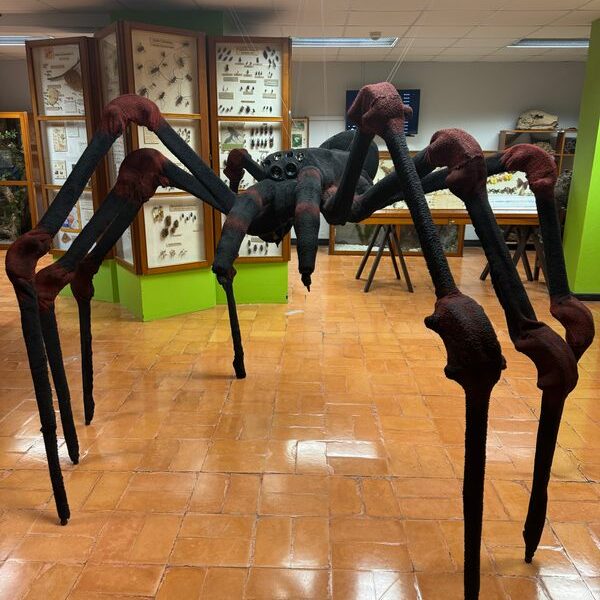 Insect Museum – Atlas Obscura