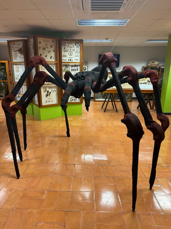 Insect Museum – Atlas Obscura