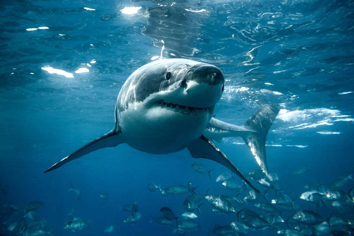 You’re most likely not going to get attacked by a shark, however being within the U.S. does make it extra doubtless You’re most likely not going to get attacked by a shark, however being within the U.S. does make it extra doubtless