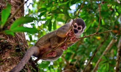 Ecuadorian Amazon Rainforest: Hidden Gems, Eco-Lodges and Indigenous Cultures