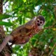 Ecuadorian Amazon Rainforest: Hidden Gems, Eco-Lodges and Indigenous Cultures