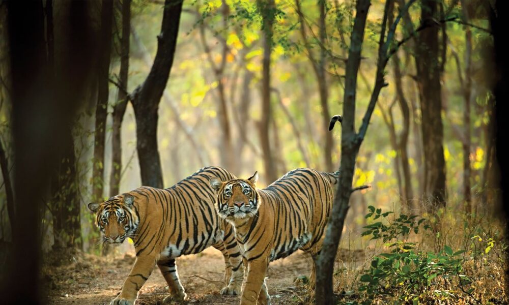 On a Weeklong Journey to India, Tiger Recognizing and Conservation Go Hand in Hand