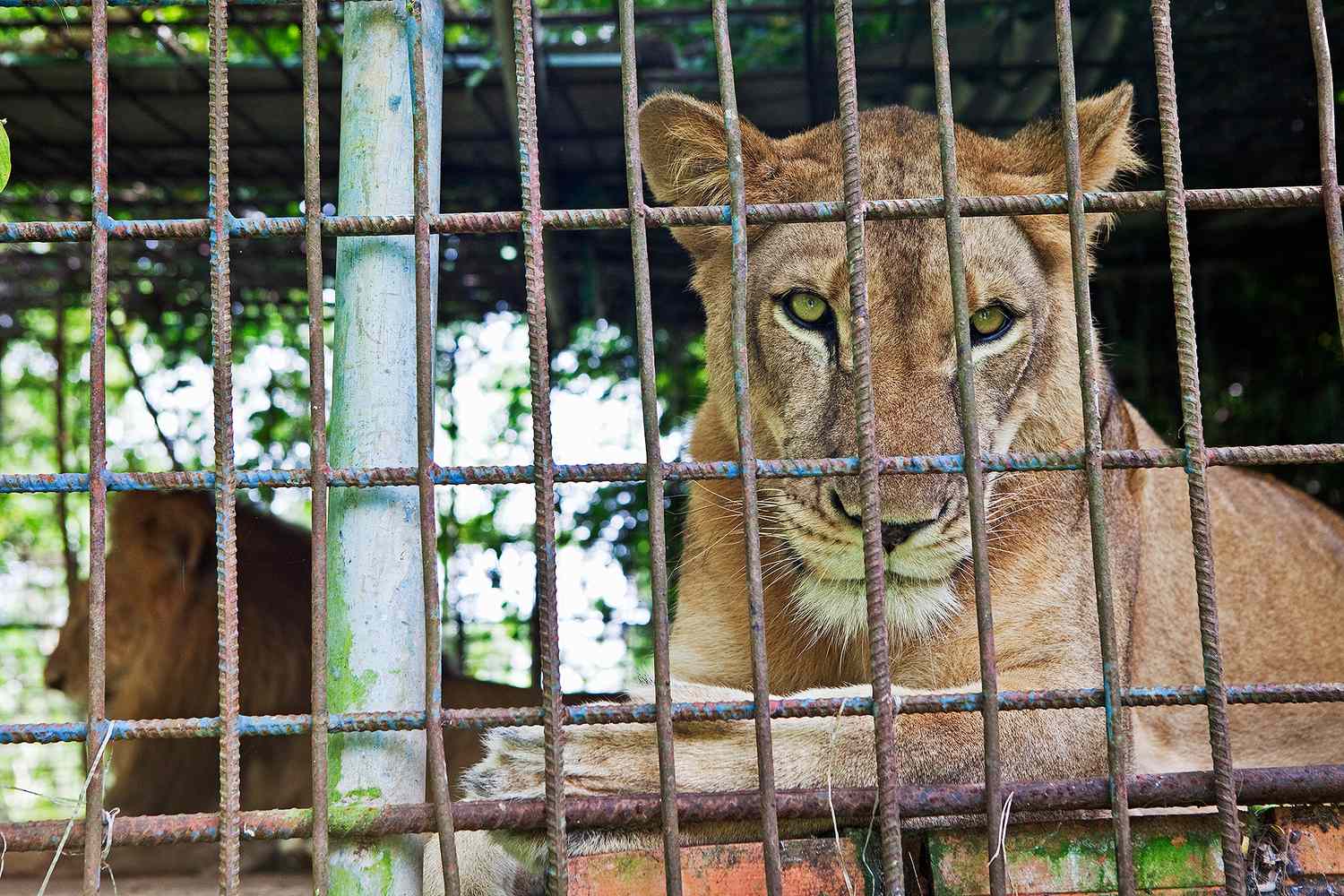 Lady Suffers ‘Extreme’ Arm Damage After Being Attacked by a Lion at In style Zoo