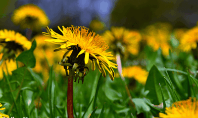 7 Yard Natural Cures to Harvest Your self