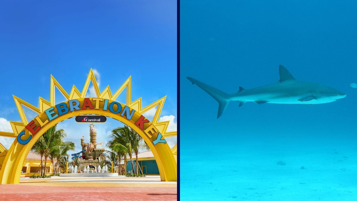 Carnival Company Fear About Shark Assaults at Celebration Key