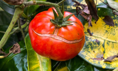 If Your Tomato Vegetation Preserve Cracking And Splitting, Do One Factor Instantly