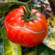 If Your Tomato Vegetation Preserve Cracking And Splitting, Do One Factor Instantly If Your Tomato Vegetation Preserve Cracking And Splitting, Do One Factor Instantly