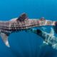 Need to see whale sharks ethically? This is methods to do it (and what to keep away from)