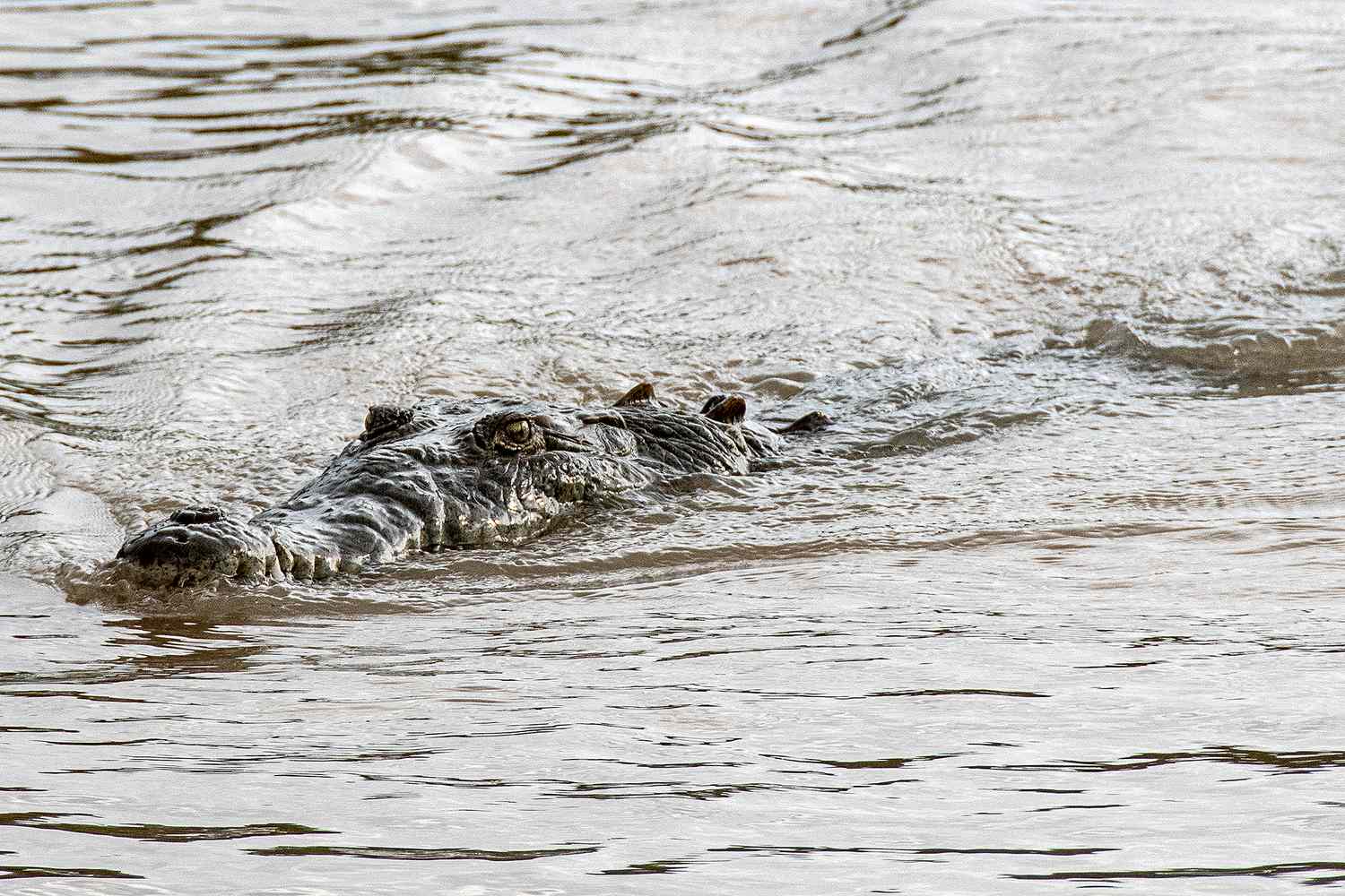 Dad of 4 Killed by Crocodile in Entrance of Onlookers, Stays Later Discovered a Mile Away Dad of 4 Killed by Crocodile in Entrance of Onlookers, Stays Later Discovered a Mile Away