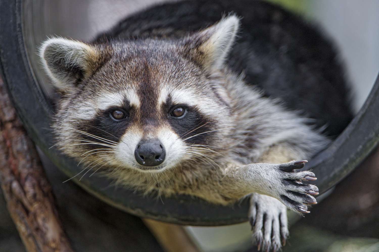 Teenager, Toddler Contract Parasite Unfold by Raccoon Feces: CDC