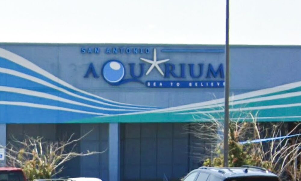 Texas Aquarium Defends Octopus After It Left 6-12 months-Outdated Boy Coated in Bruises— Claims Mother ‘Leaned’ Him Over
