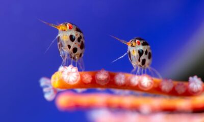 Ocean Photographer of the Yr winners introduced