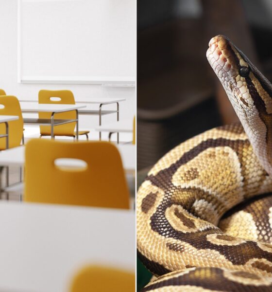 Texas Instructor Accused of Feeding ‘Ailing’ Kitten to Snake at College
