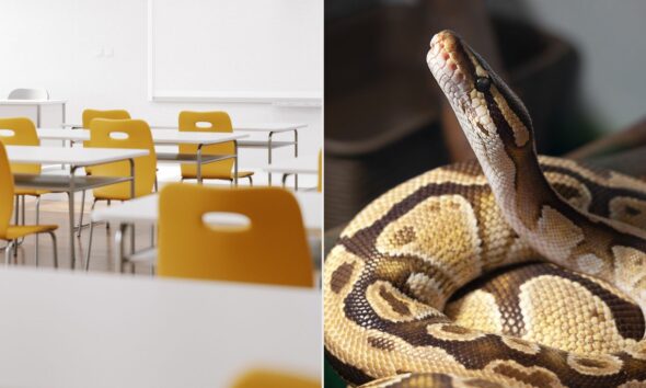 Texas Instructor Accused of Feeding ‘Ailing’ Kitten to Snake at College