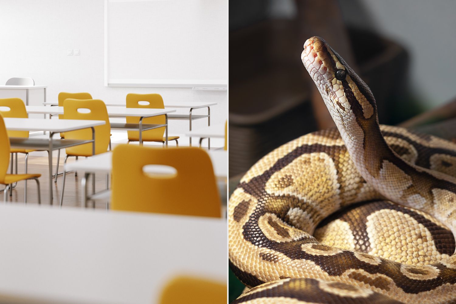 Texas Instructor Accused of Feeding ‘Ailing’ Kitten to Snake at College Texas Instructor Accused of Feeding ‘Ailing’ Kitten to Snake at College