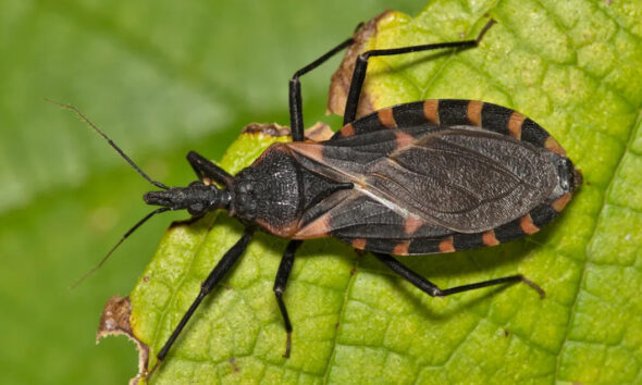 Chagas illness, a lethal an infection attributable to ‘kissing bugs,’ might have taken root within the U.S., researchers say