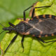 Chagas illness, a lethal an infection attributable to ‘kissing bugs,’ might have taken root within the U.S., researchers say