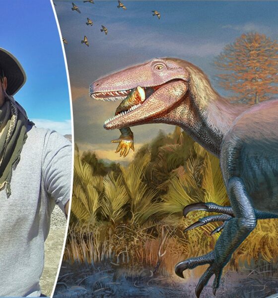 Dinosaur, 23 toes lengthy, unearthed at vacationer scorching spot with final meal in mouth